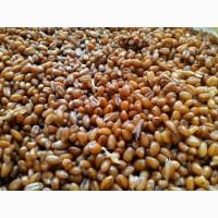 Продам бактороденцид зерновой оптом