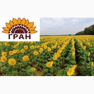 Продаємо насіння соняшнику GRIFON (NS 7640) під євролайтнінг
