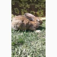 Кролики Термонті. Кітні кролиці