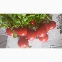 Редис продам