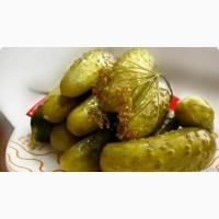Продам огірок бочковий у великій кількості