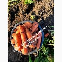 Продам морковь Абако (можно на экспорт)