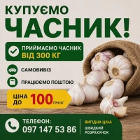 Закуповуємо часник від 1 тони