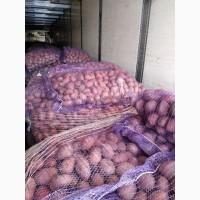 Картопля З Білорусій