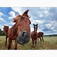 Прийму в подарунок коня, лоша, поні