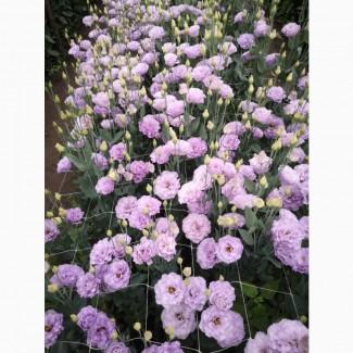 Продам эустому на срез