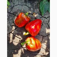 Продам товарный перец Полёт