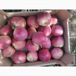 Продам яблоки