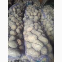 Продам товарный картофель