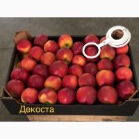 Яблука продажа. Опт. Холодильник смарт фреш Голден, черний принц, ред чіф