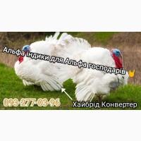 Индюшка Хайбрид конвертер