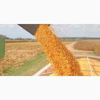 Купуємо кукурудзу на умовах ДАП ІЗОВ у великих обємах