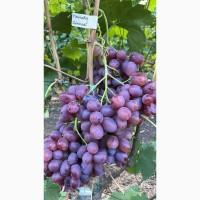 Продам виноград