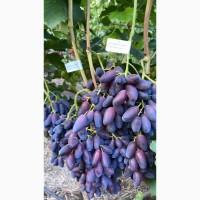 Продам виноград