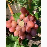 Продам виноград