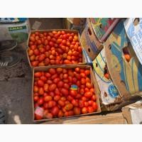 Продам помідор