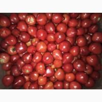 Помідор оптом