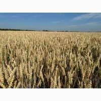 Насіння озимої пшениці ЮЛІЯ