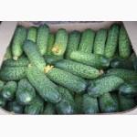 Огурец опт