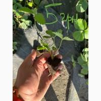 Продаж саджанців сорт Джолі полуниця