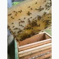 Продам мед з власної пасіки