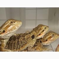 Агама Бородатая (Pogona Vitticeps)