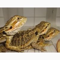 Агама Бородатая (Pogona Vitticeps)