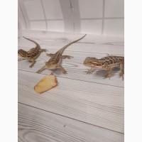 Агама Бородатая (Pogona Vitticeps)