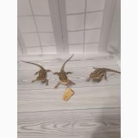 Агама Бородатая (Pogona Vitticeps)
