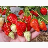 Продам саженцы ремонтантной клубники элитного сорта