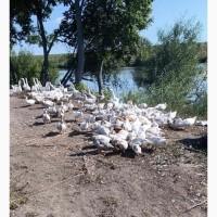 Качки та гуси