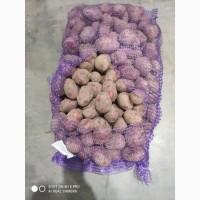 Картопля червона імпорт