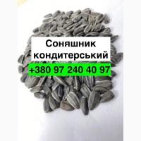 Продам насіння Соняшника кондитерського