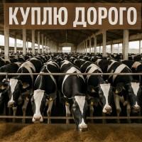 Куплю корови телята