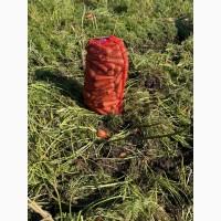 Продам товарну моркву, сорт Кардоба