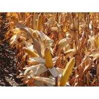 Наcіння кукурудзи ДБ Хотин (ФАО 280) від виробника