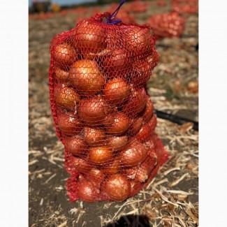 Продається цибуля на гурт