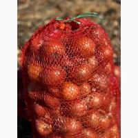 Продається цибуля на гурт