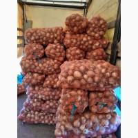 Продам цибулю сорту Банко, ціна договірна