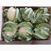 Продаем салаты