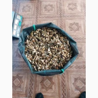 Гриби зморшки