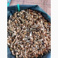 Гриби зморшки