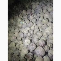 Продам буряк столовий, водан