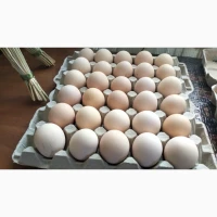 Продам інкубаційне яйце лівенської ситцевої