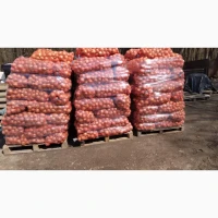 Продам цибулю