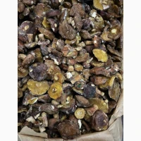 Продам маслюк заморожений цілий