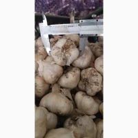 Продам часник на посадку