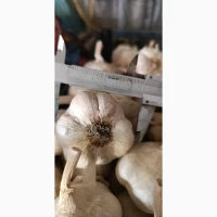 Продам часник на посадку