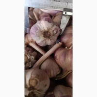 Продам часник на посадку