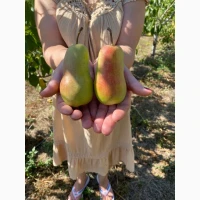 Продам Груша Талгарська красуня